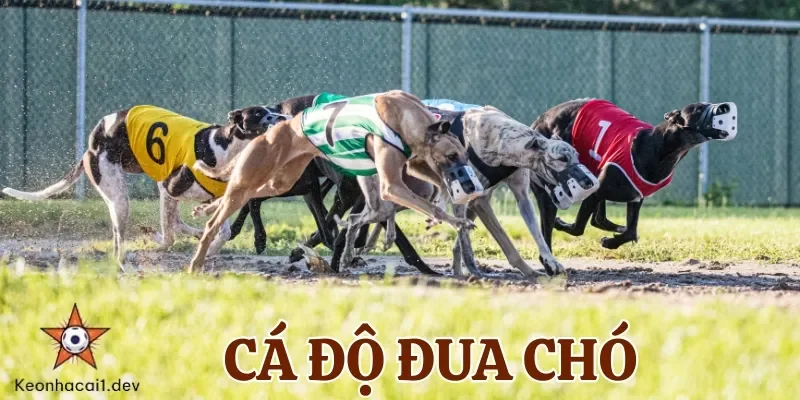 Cá độ đua chó là hình thức cực hấp dẫn thu hút nhiều cược thủ